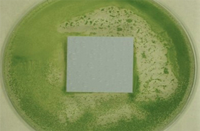 Antibacterial Film Test Result
